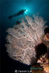 Sea Fan and diver in Buyat Bay, North Sulawesi. by Jason Lai 